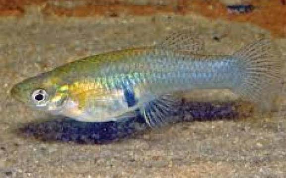 gambusia fish3