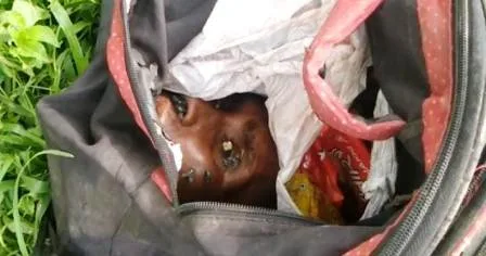 महिला की कटा सर यूं बैग में भरकर घूमते विक्षिप्त को देख फैली सनसनी 1 Sensation spread after seeing the deranged wandering by filling the severed head of the woman in the bag