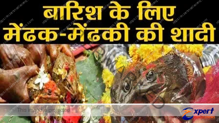 Villagers got married of frogs and frogs for rain this unique tradition has been going on here for 55 years 5