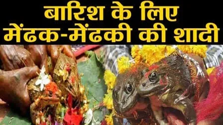 बारिश के लिए मेंढ़क-मेंढ़की की कराई राजशाही शादी, यहाँ 55 साल से चली आ रही है यह अनोखी परंपरा 1 Villagers got married of frogs and frogs for rain this unique tradition has been going on here for 55 years 5