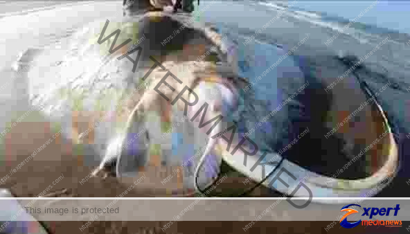 ...और जाल में फंसी 8 क्विंटल की दुर्लभ स्टिंगरे मछली, बुलानी पड़ी क्रेन 1 and 8 quintals of rare stingray fish trapped in the net had to call crane