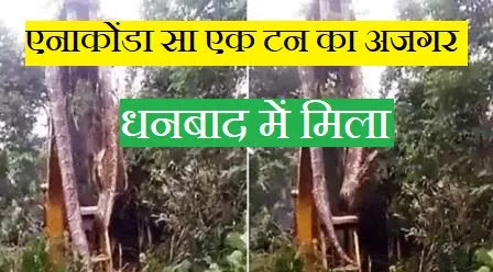 देखें Video: धनबाद में मिला एनाकोंडा सा एक टन का अजगर, जेसीबी से हुआ रेस्क्यू 1 Watch Video One ton python found in Dhanbad rescued by JCB