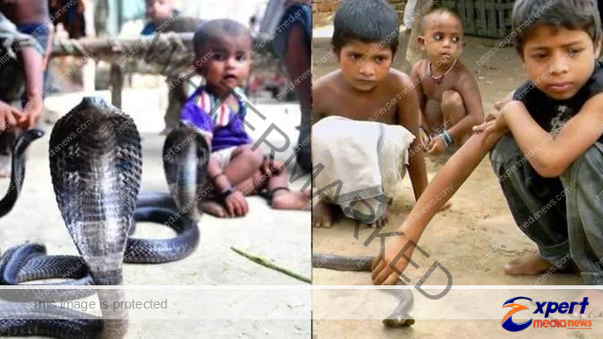 अनोखा गांवः यहाँ हर घर में पाला जाता है सांप, बच्चे साथ खेलते हैं ! 39 Unique Village Here snakes are reared in every house children play together