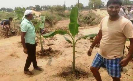 Disappointed with not getting compensation farmers planted banana tree on NH 30A 1
