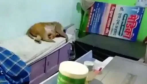 यूं गोद में बच्चा लेकर ईलाज कराने क्लिनिक पहुंची बंदरिया, वीडियो वायरल 1 Monkey arrives at clinic with baby in her lap video goes viral 1