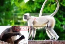 Vrindavan Half a dozen langurs will also be deployed in the security of the President know why