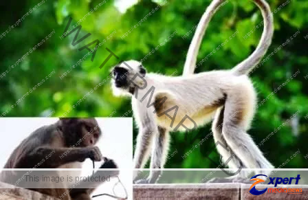 वृंदावनः राष्ट्रपति की सुरक्षा में आधा दर्जन लंगूर भी तैनात रहेंगे, जानें क्यों ! 5 Vrindavan Half a dozen langurs will also be deployed in the security of the President know why