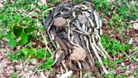 चतरा के एक गाँव में एक ही स्थान पर 100 से अधिक विषहीन साँपों की हत्या 16 More than 100 non venomous snakes killed at one place in a village of Chatra Jharkhand