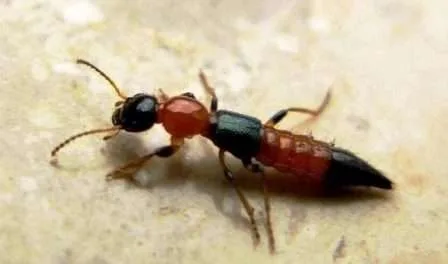 सीमांचल के इलाकों में आतंक बनी ‘नैरोबी मक्खी’ से डरने की नहीं, अलर्ट रहने की जरूरत 1 There is no need to be afraid of Nairobi fly becoming terror in the areas of Seemanchal need to be alert 2