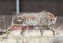 Interesting facts related to Cheetah declared extinct in India in 1952