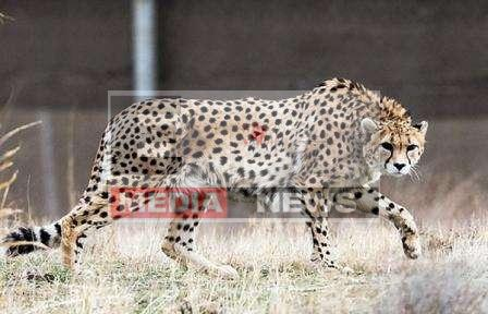 1952 से भारत में लुप्त घोषित चीता से जुड़े रोचक तथ्य 6 Interesting facts related to Cheetah declared extinct in India in 1952