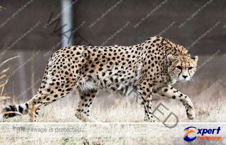 1952 से भारत में लुप्त घोषित चीता से जुड़े रोचक तथ्य 3 Interesting facts related to Cheetah declared extinct in India in 1952