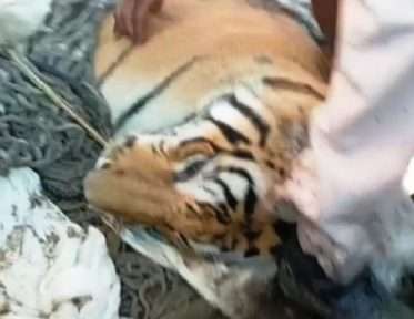 Man eating tiger of Balmiki Tiger Reserve finally killed 4