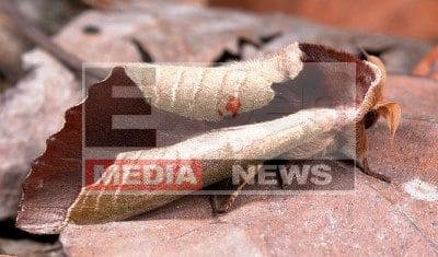 प्रधानमंत्री और मुख्यमंत्री की मिमिक्री करने पर 9 लोगों के खिलाफ मामला दर्ज 1 unnamed file