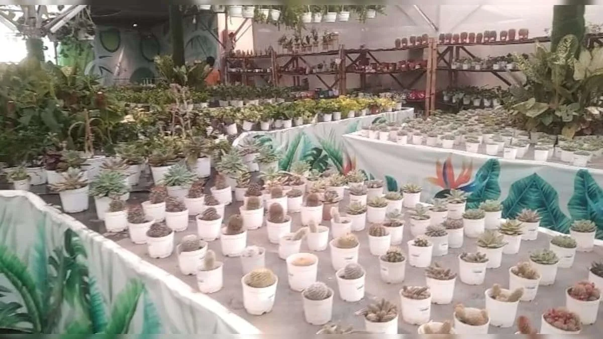 रांचीः नौकरी छोड़ खोला बेबी प्लांट मॉल, 3 साल में 30 लाख रुपये पहुंचा टर्नओवर 1 2224503 HYP 0 FEATUREIMG 20221206 WA0000