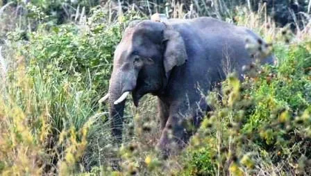 रांची के इटकी में भटके हाथी ने 4 लोगों की जान ली, दहशत, धारा 144 लागू 1 Elephant killed 4 people in Itki Ranchi panic section 144 applied