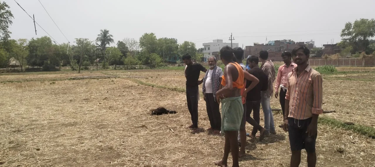 नालंदा: करंट लगने से बकरी समेत बुजुर्ग दंपति की मौके पर मौत 1 Nalanda The painful death of an elderly couple along with a goat due to electrocution