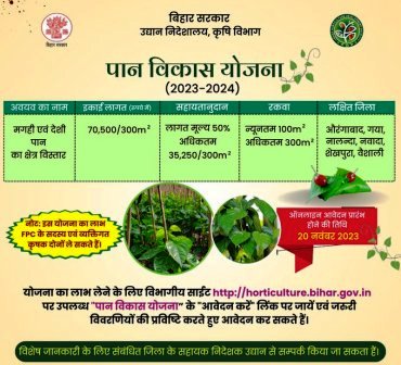 Cultivate betel leaves become rich get 50 subsidy 1