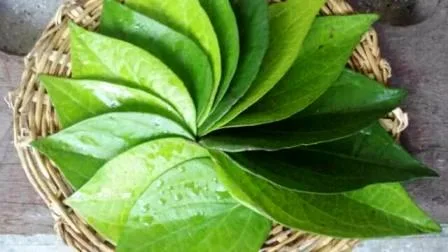 करें पान की खेती, बनें मालामाल, पाएं 50% सब्सिडी 1 Cultivate betel leaves become rich get 50 subsidy 2