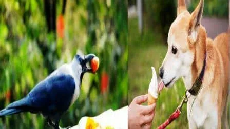 दीपावली के दिन इस देश में धूमधाम से हुई कौए और कुत्ते की पूजा ! 1 कौआ और कुत्ता की पूजा