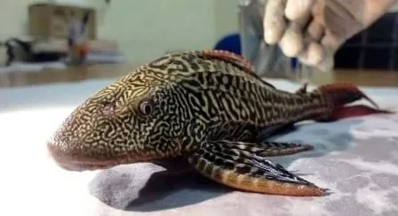 Worlds most dangerous species of fish found in Sahibganj kill it on sight