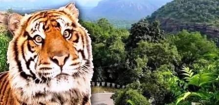 Kaimur Forest Sanctuary will soon be declared a Tiger Reserve area