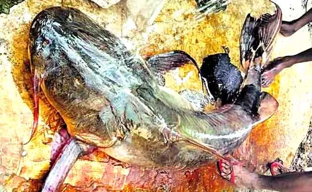 एक मछुआरा ने कोसी नदी से पकड़ी 1.25 क्विंटल का बगहैर मछली 1 A fisherman caught 1.25 quintal Baghair fish from Kosi river