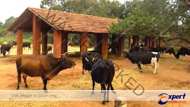 Employment opportunities 3583 small dairy farms will be opened in Bihar under the employment scheme