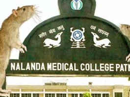 Bihar Save us from rats! First liquor, then tying, now it ran away with the eye of a patient in NMCH