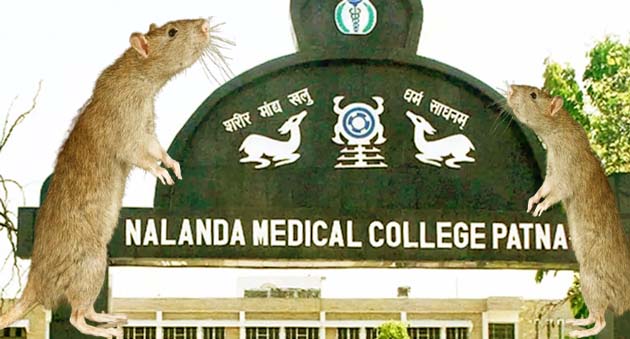 Bihar Save us from rats! First liquor, then tying, now it ran away with the eye of a patient in NMCH