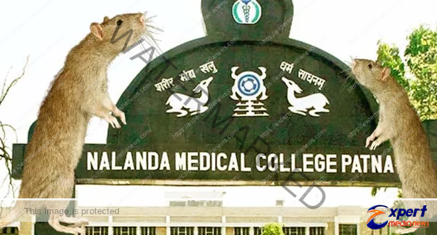 Bihar Save us from rats! First liquor, then tying, now it ran away with the eye of a patient in NMCH