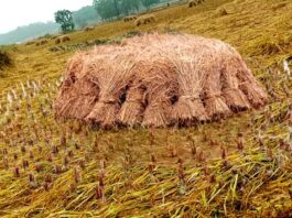 Effect of cyclonic storm 'Fengal' in East Singhbhum Rain increased the concern of farmers