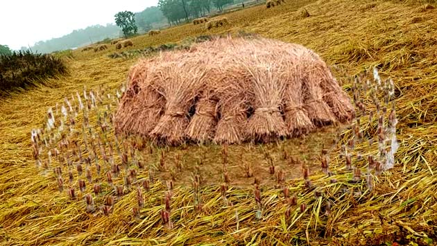 Effect of cyclonic storm 'Fengal' in East Singhbhum Rain increased the concern of farmers