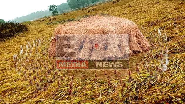 पूर्वी सिंहभूम में चक्रवाती तूफान 'फेंगल' का असर: बारिश ने बढ़ाई किसानों की चिंता 1 Effect of cyclonic storm 'Fengal' in East Singhbhum Rain increased the concern of farmers