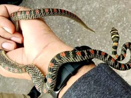 Flying Takshak snake found in Jharkhand, which had bitten King Parikshit!