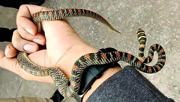 Flying Takshak snake found in Jharkhand, which had bitten King Parikshit!