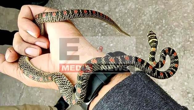 झारखंड में मिला उड़ने वाला तक्षक नाग, जिसने राजा परीक्षित को काटा था! 6 Flying Takshak snake found in Jharkhand, which had bitten King Parikshit!