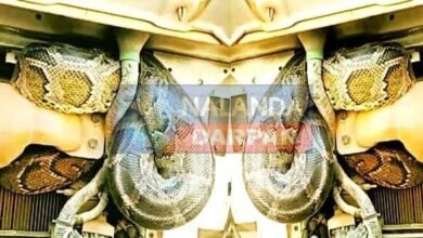 Amazing: Python became the topic of discussion after travelling 100 KM in a truck