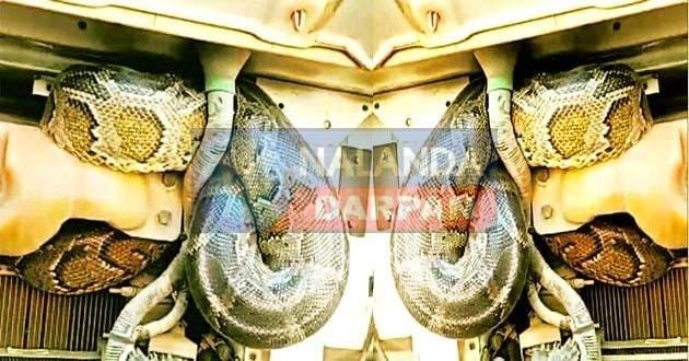 Amazing: Python became the topic of discussion after travelling 100 KM in a truck