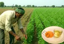 बिहारः दाल और तेलहन उत्पादन में भारी कमी, प्रति व्यक्ति मात्र 3 ग्राम उपज 5 Bihar Huge reduction in pulses and oilseeds production only 3 grams yield per person