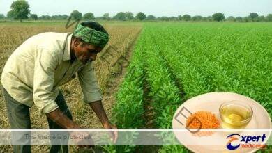 बिहारः दाल और तेलहन उत्पादन में भारी कमी, प्रति व्यक्ति मात्र 3 ग्राम उपज 8 Bihar Huge reduction in pulses and oilseeds production only 3 grams yield per person