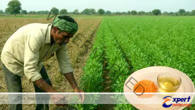 बिहारः दाल और तेलहन उत्पादन में भारी कमी, प्रति व्यक्ति मात्र 3 ग्राम उपज 7 Bihar Huge reduction in pulses and oilseeds production only 3 grams yield per person