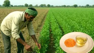 बिहारः दाल और तेलहन उत्पादन में भारी कमी, प्रति व्यक्ति मात्र 3 ग्राम उपज 13 Bihar Huge reduction in pulses and oilseeds production only 3 grams yield per person