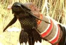 पश्चिम चंपारण में मिली पांच आँखों वाली अनोखी मछली! 2 A unique five eyed fish found in West Champaran