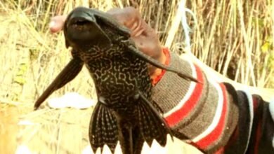 A unique five eyed fish found in West Champaran