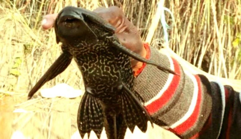 पश्चिम चंपारण में मिली पांच आँखों वाली अनोखी मछली! 1 A unique five eyed fish found in West Champaran