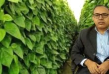 Green gold from the soil of Magadh Magahi paan declared the best in scientific research 1