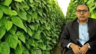 मगध की मिट्टी से निकला हरा सोना, वैज्ञानिक शोध में मगही पान सर्वश्रेष्ठ घोषित 7 Green gold from the soil of Magadh Magahi paan declared the best in scientific research 1