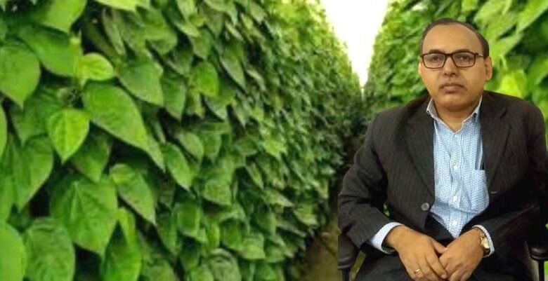 मगध की मिट्टी से निकला हरा सोना, वैज्ञानिक शोध में मगही पान सर्वश्रेष्ठ घोषित 1 Green gold from the soil of Magadh Magahi paan declared the best in scientific research 1