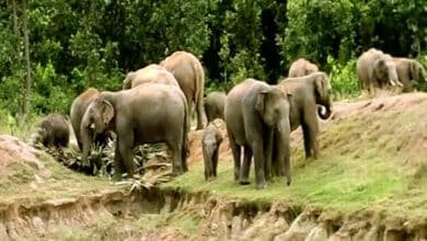 Rampaging elephant wreaks havoc 17 deaths in a week in West Singhbhum including 7 tragic deaths in Jeteya